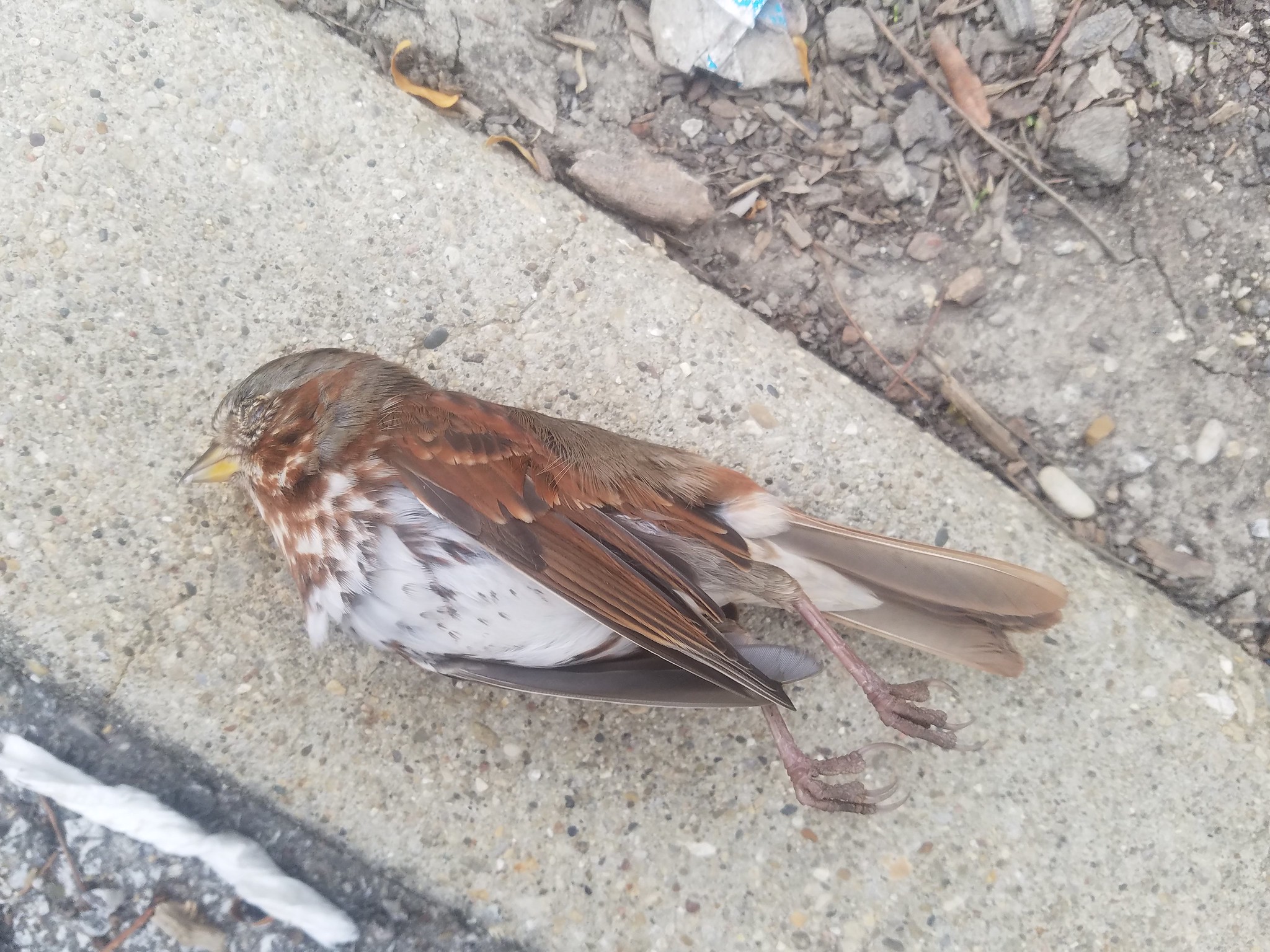 38009165746_711902e8be_k