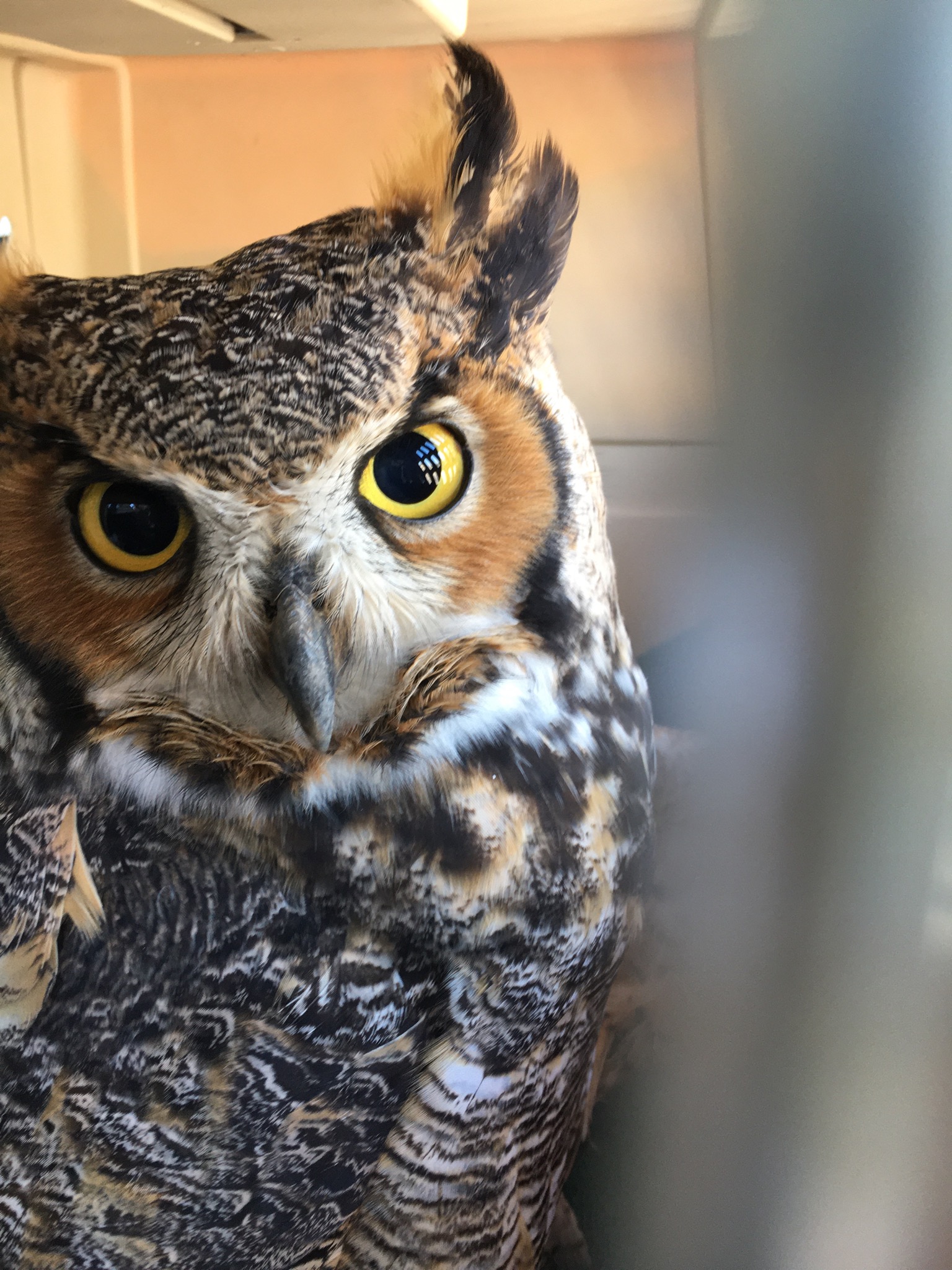 49265477076_e5b2f29644_o