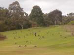 roos on the&nbsp;golfcourse